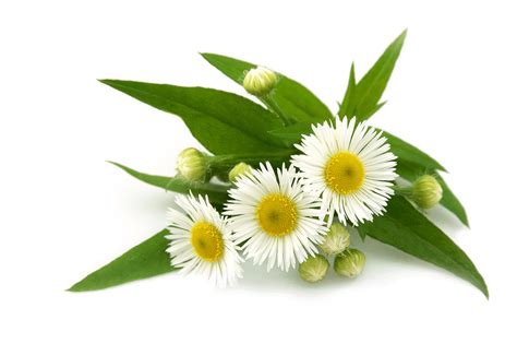 Chamomile Png Transparent Background Images