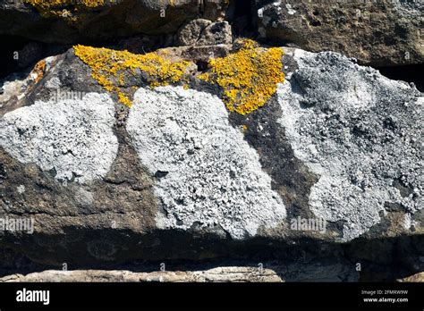 Fungus Dry Stone Wall Hi Res Stock Photography And Images Alamy