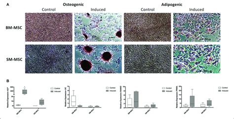 Comparison Of Osteogenic And Adipogenic Differentiation Of Bm Mscs