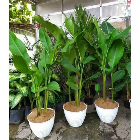 Jual Pohon Pisang Karibay Pohon Pisang Indoor Tinggi Cm