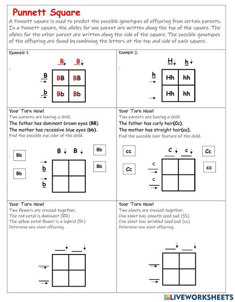 Punnett Square Interactive Worksheet Live Worksheets Worksheets Library