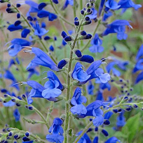 Salvia Saggitata Blue Butterflies Proctors Nursery