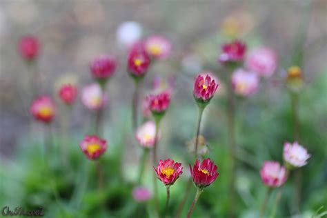 Grupo de Bellis perennis María Jesús LopezB Flickr