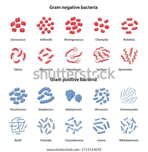 Vektor Stok Set Gramnegative Grampositive Bacteria Cocci Bacilli Tanpa