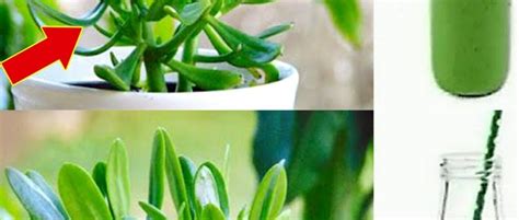 Consejos Esenciales De Cuidado Para Hacer Que Su Planta De Jade