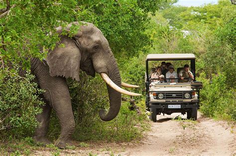 Dicas De Safáris Para Conhecer Na África Do Sul Descubra Turismo