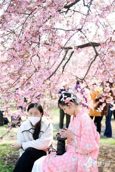 上海辰山植物园樱花季启幕 首日游客突破三万人次 国际在线