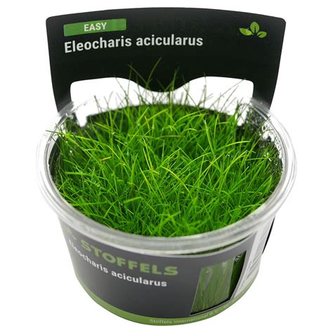 Stoffels Plant Eleocharis Acicularis In Vitro Green Aqua