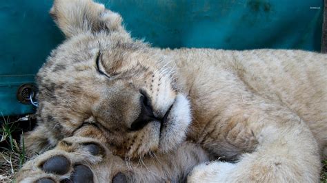 Sleeping lion cub wallpaper - Animal wallpapers - #20801