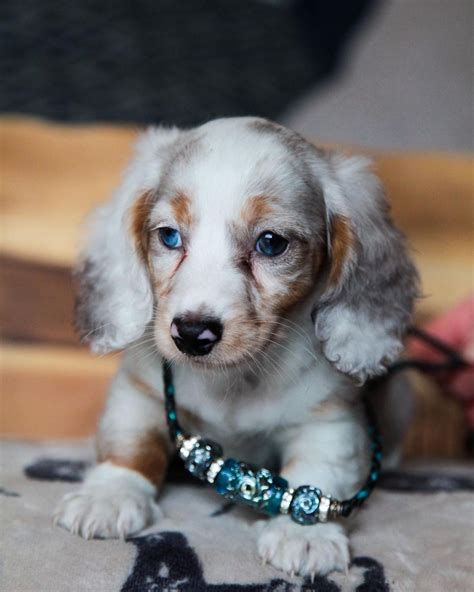 Silver Dapple Dachshund All Dachshund