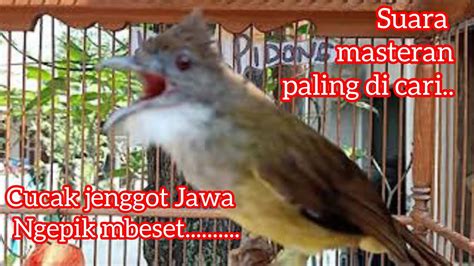 Cucak Jenggot Jawa Gacor Masteran Burung Murai Batu YouTube