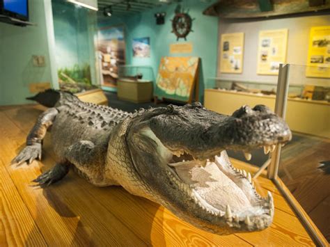 Bayou Terrebonne Waterlife Museum Explore Louisiana