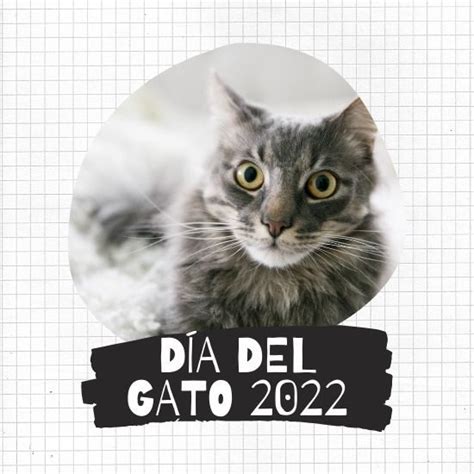 Feliz Día Del Gato 2022 Imágenes Con Frases Cortas Y Bonitas Para Compartir 🐱 Unión Guanajuato