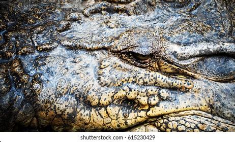 Close Crocodile Eye Stock Photo 615230429 | Shutterstock