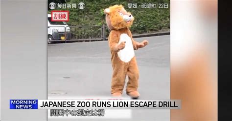 Japan zoo lion escape drill | Dumb Shit News