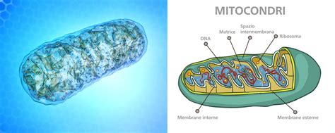 Impiego Dei Micronutrienti In Caso Di Mitocondriopatie