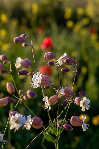 Une plante comestible Silene vulgaris à fleurs blanches pousse dans un