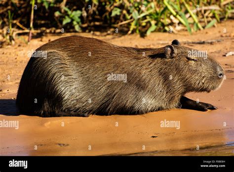 Capybara Is The Largest Rodent In The World And Abound In The Rivers