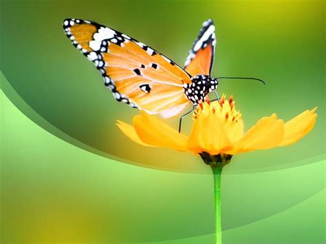 Butterfly Backgrounds For Powerpoint