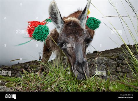 Llama At Ancient Inca Ruins Of Machu Picchu The Most Known Tourist