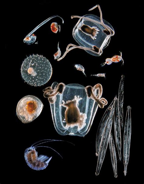 Slide Show The Drifting World Of Plankton Plankton Pretty Fish