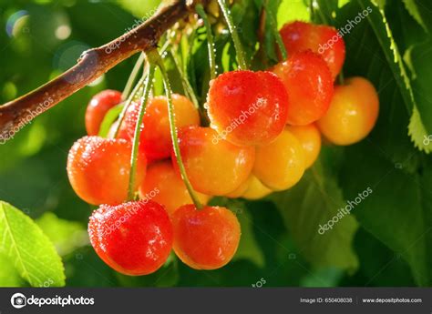 Cherry Fruit Tree Branch