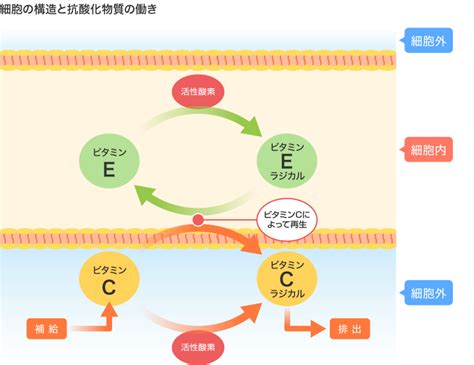 ビタミンe ビタミンk 高橋医院