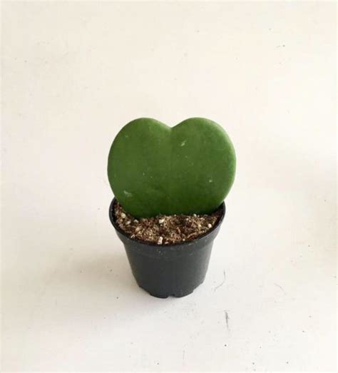 Hoya Heart Kerri 4 Elemental Bonsai Nursery