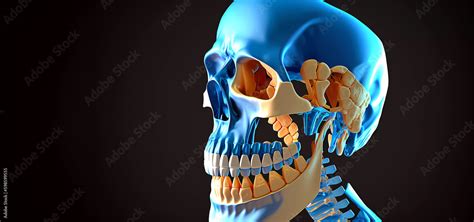 Human skull with teeth. human anatomy. Dentist. Generative AI Stock Illustration | Adobe Stock