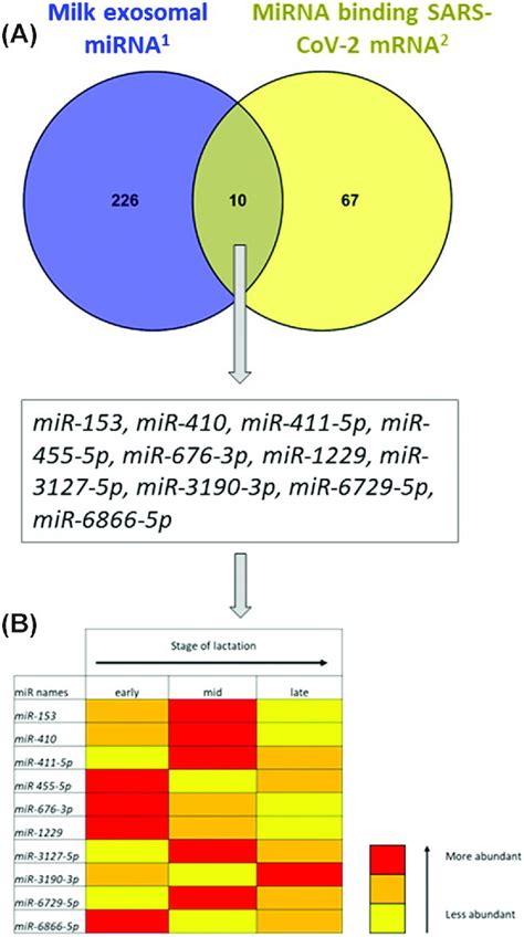 Perspective Milk Micrornas As Important Players In Infant Physiology