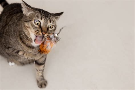 Gatos y calor Cómo proteger a tu gato del calor HSierra