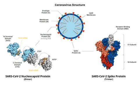 Sars Cov Antigens Invivo Biotech Services