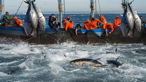 Havest Giant Bluefin Tuna Tuna Fishing Nets Catch Hundred Tons Tuna