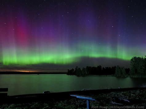 Day 217: Northern Lights Over Boulder Lake | 365 Days of Birds