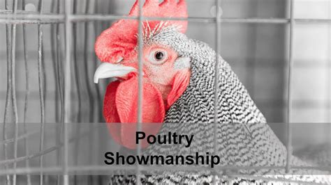 4 H Poultry Showmanship Youtube