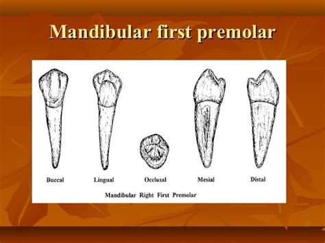 premolar