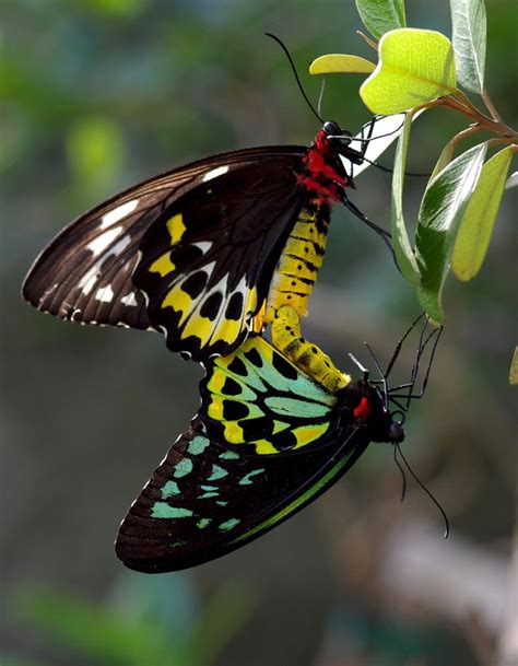 Queen Alexandra's birdwing - Alchetron, the free social encyclopedia