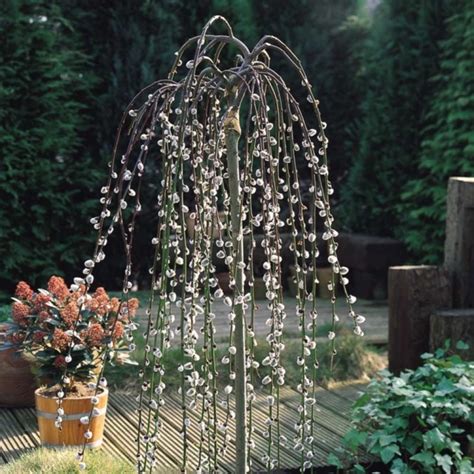 Kilmarnock Willow Salix Caprea Pendula Kilmarnock Large Standard Weeping Pussy Willow Tree