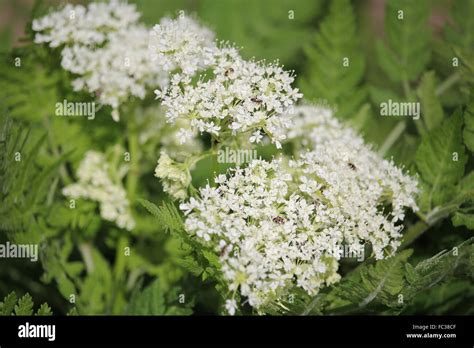 Myrrhis Odorata Immagini E Fotografie Stock Ad Alta Risoluzione Alamy