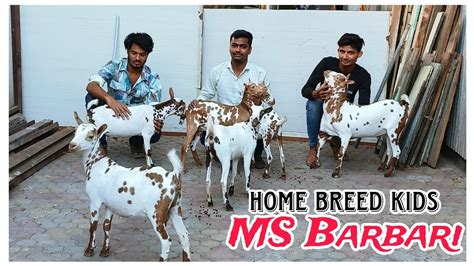 Top Most Quality Barbari Home Breed Of MS Barbari Goat Farm