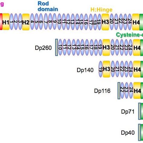 Dmd Dystrophin Protein Dp Isoforms The Dmd Dystrophin Gene