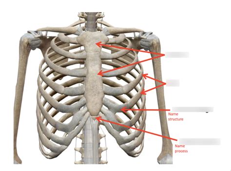 Ribs Diagram Quizlet