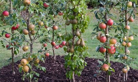 How To Choose And Grow Columnar Fruit Trees