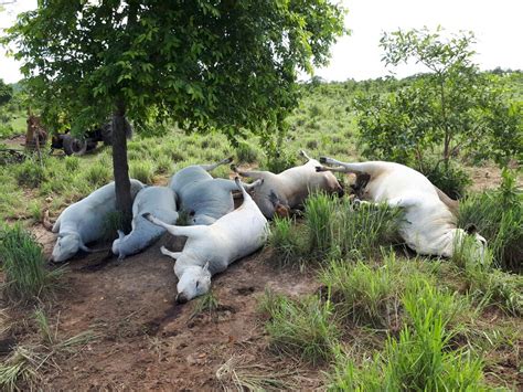 Sete Vacas Morrem Ap S Serem Atingidas Por Raio Em Fazenda Tocantins G