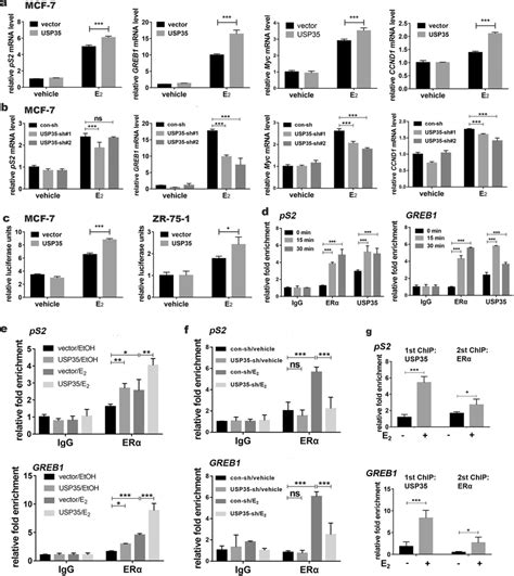 Usp35 Enhances Erα Transcriptional Activity By Binding To Estrogen