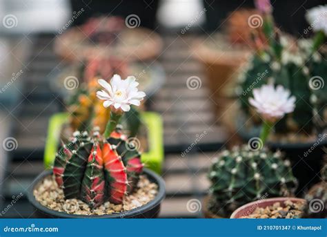 Gymnocalycium Sp Cactus And And Flower In Pot Stock Image Image Of