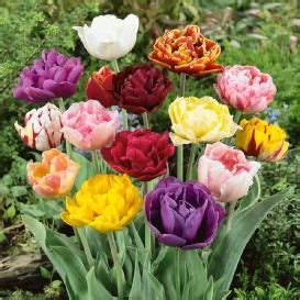 Tulip Bulbs For Sale | Buy in Bulk & Save | Bulb flowers, Planting ...