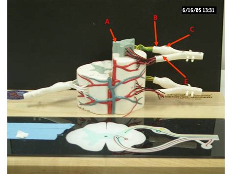 Spinal Cord Cross Section Unlabeled Anatomy Physiology Flickr