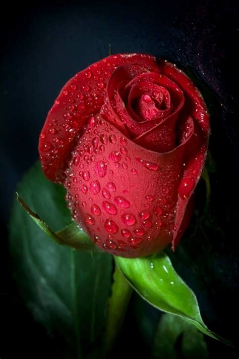 Red Rose Images Hd Beautiful Red Roses Images Beautiful Rose Flowers