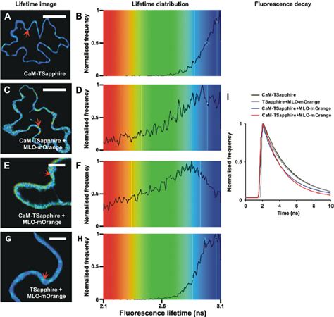 FRET FLIM Analysis On Integral Membrane Protein MLO And Cytosolic